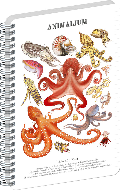Spirálový blok Animalium – Hlavonožci, linkovaný, A5