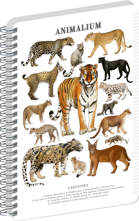 Spirálový blok Animalium – Kočkovité šelmy, čtverečkovaný, A5