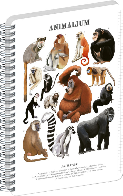 Spirálový blok Animalium – Primáti, čtverečkovaný, A4