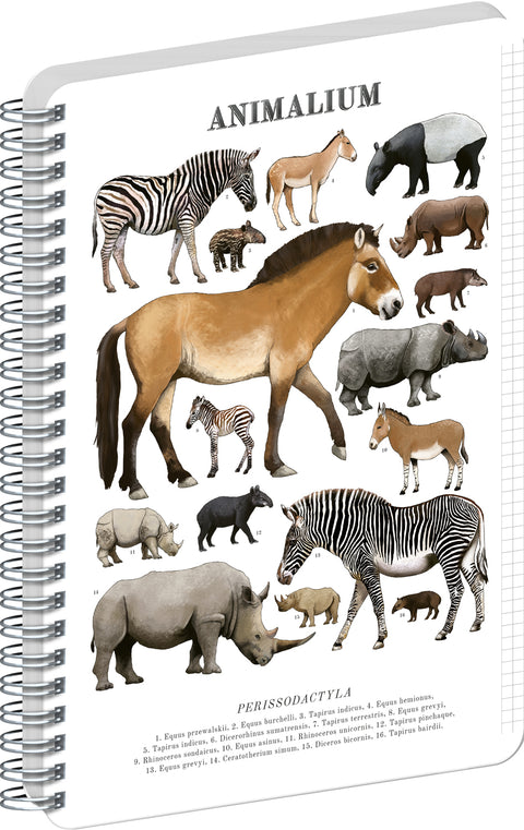 Spirálový blok Animalium – Lichokopytníci, čtverečkovaný, A5