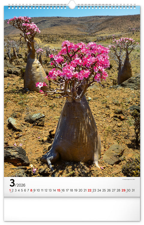 Nástěnný kalendář Stromy 2026, 33 x 46 cm