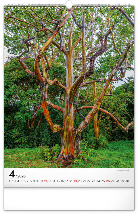 Nástěnný kalendář Stromy 2026, 33 x 46 cm