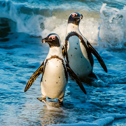 Poznámkový kalendář Ohrožené druhy 2026, 30 x 30 cm