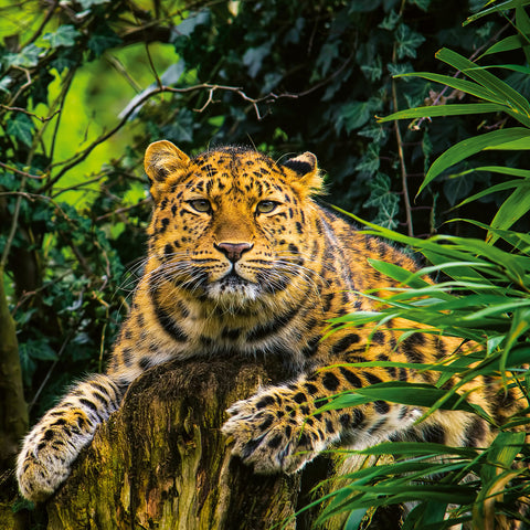 Poznámkový kalendář Ohrožené druhy 2026, 30 x 30 cm