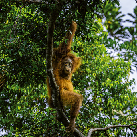 Poznámkový kalendář Ohrožené druhy 2026, 30 x 30 cm