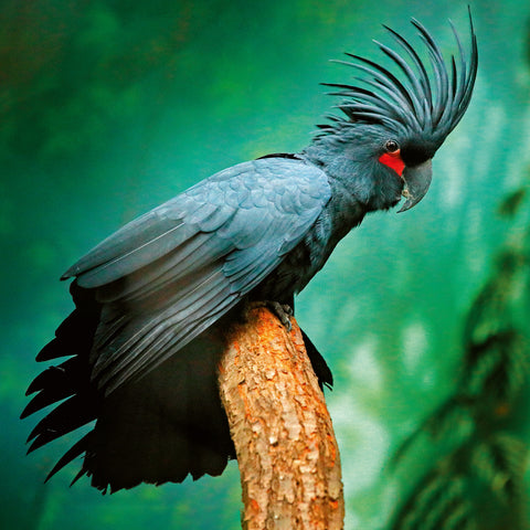 Poznámkový kalendář Ohrožené druhy 2026, 30 x 30 cm