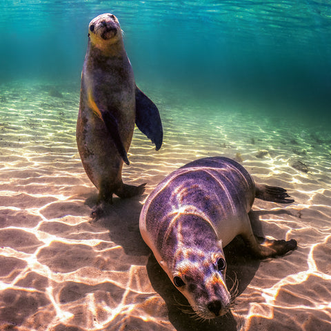 Poznámkový kalendář Ohrožené druhy 2026, 30 x 30 cm