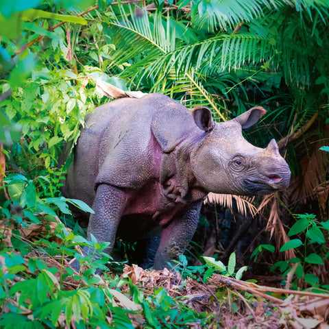 Poznámkový kalendář Ohrožené druhy 2026, 30 x 30 cm