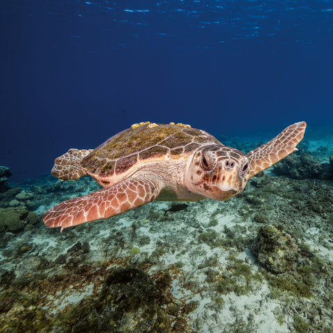 Poznámkový kalendář Ohrožené druhy 2026, 30 x 30 cm