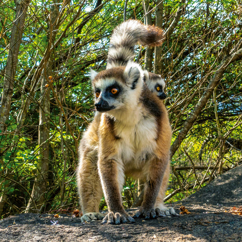 Poznámkový kalendář Ohrožené druhy 2026, 30 x 30 cm