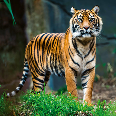 Poznámkový kalendář Ohrožené druhy 2026, 30 x 30 cm