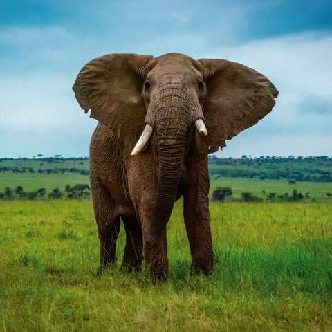 Poznámkový kalendář Ohrožené druhy 2026, 30 x 30 cm