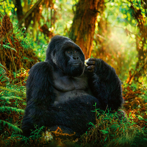 Poznámkový kalendář Ohrožené druhy 2026, 30 x 30 cm