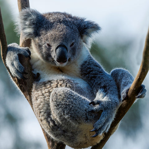 Poznámkový kalendář Ohrožené druhy 2026, 30 x 30 cm