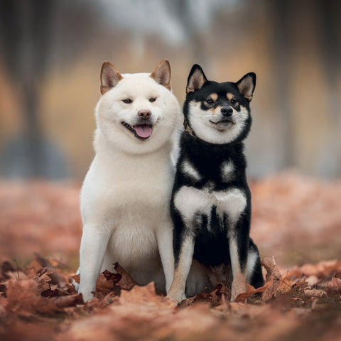 Poznámkový kalendář Happy Doge 2027, 30 x 30 cm