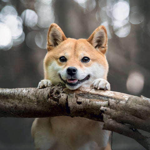 Poznámkový kalendář Happy Doge 2027, 30 x 30 cm