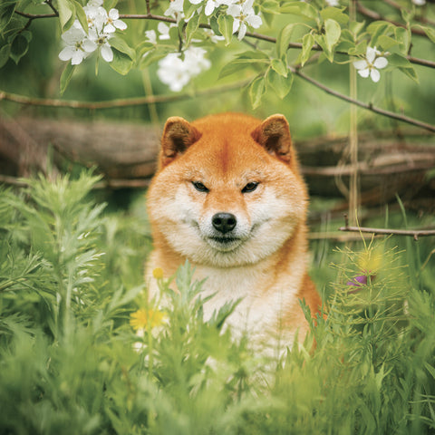 Poznámkový kalendář Happy Doge 2027, 30 x 30 cm