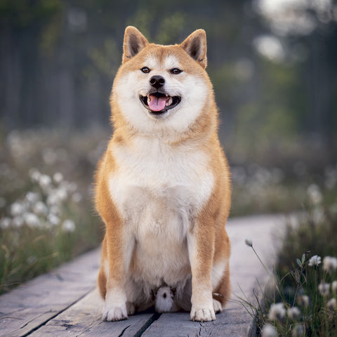 Poznámkový kalendář Happy Doge 2027, 30 x 30 cm