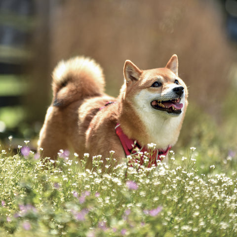 Poznámkový kalendář Happy Doge 2027, 30 x 30 cm