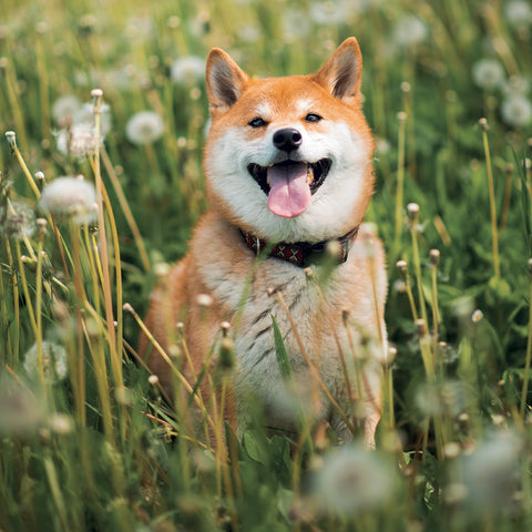 Poznámkový kalendář Happy Doge 2027, 30 x 30 cm