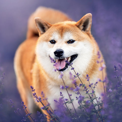 Poznámkový kalendář Happy Doge 2027, 30 x 30 cm