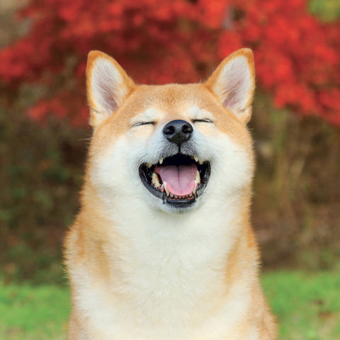 Poznámkový kalendář Happy Doge 2027, 30 x 30 cm