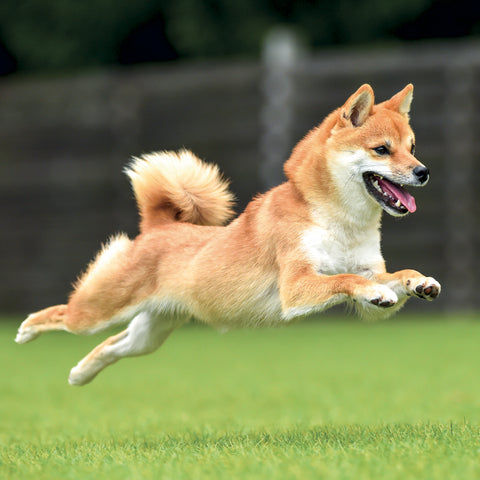 Poznámkový kalendář Happy Doge 2027, 30 x 30 cm
