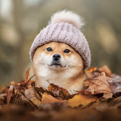 Poznámkový kalendář Happy Doge 2027, 30 x 30 cm