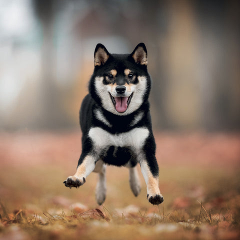 Poznámkový kalendář Happy Doge 2027, 30 x 30 cm