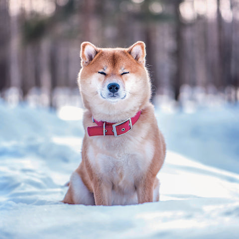 Poznámkový kalendář Happy Doge 2027, 30 x 30 cm