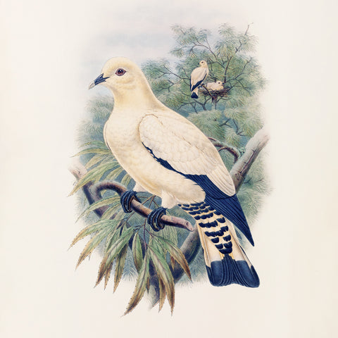 Poznámkový kalendář Ptáčci 2027, PLASTIC FREE, 30 x 30 cm