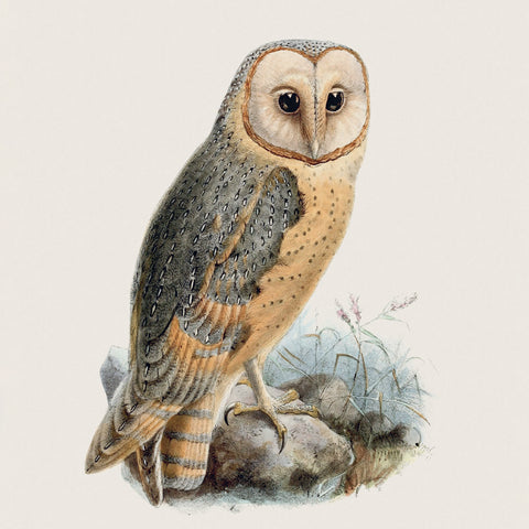 Poznámkový kalendář Ptáčci 2027, PLASTIC FREE, 30 x 30 cm