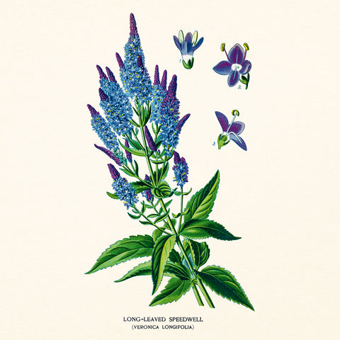 Poznámkový kalendář Herbář 2027, PLASTIC FREE, 30 x 30 cm