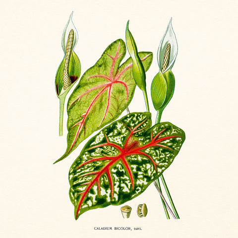 Poznámkový kalendář Herbář 2027, PLASTIC FREE, 30 x 30 cm