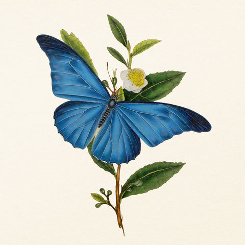 Poznámkový kalendář Motýli 2027, PLASTIC FREE, 30 x 30 cm