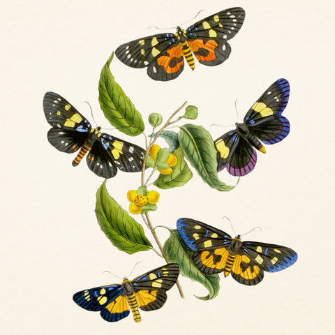 Poznámkový kalendář Motýli 2027, PLASTIC FREE, 30 x 30 cm